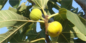 Aydın İncirinin Kitabı Yazıldı