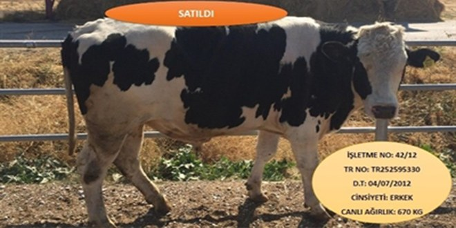 İnternet Üzerinden Satılan Ünivertsiteli Kurbanlıklar İki Gün İçinde Tükendi