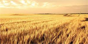 Kütahya da Buğday Kalitesi Artıyor