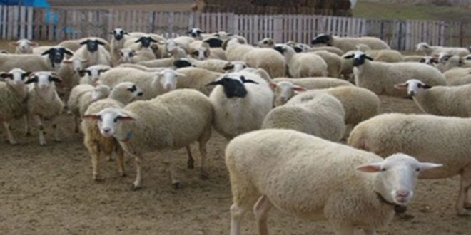 Küçükbaş Kurbanlıklarda Kalite Yüksek Fiyatlar Normal