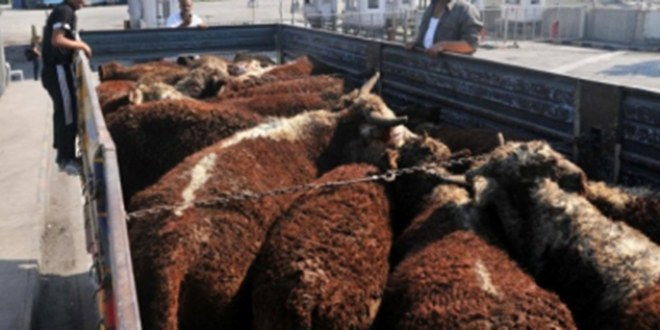 Kurbanlıklarda Çözüm Süreci Bereketi