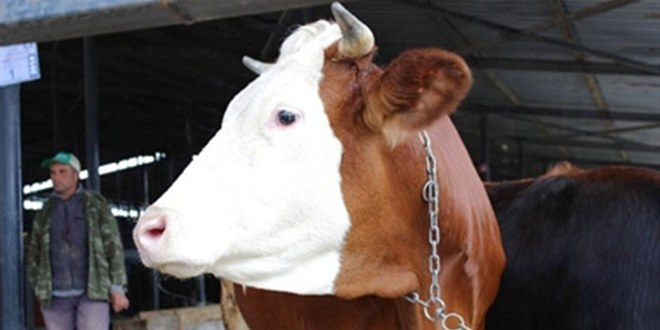 Kütahya da Kurbanlık Hayvanlar Görücüye Çıktı