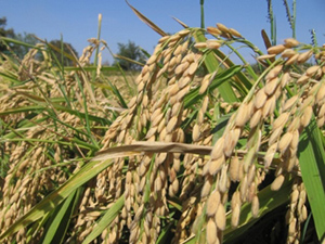 Pirinç Çeltiğinden Lastik Üretecek