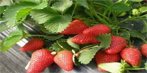 Sonbahar Çileği Doğal Köy Pazarı nın Gözdesi