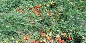 Amasya da Dolu Tarım Arazilerine Zarar Verdi