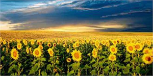 Tahıl Ambarı Yağ Deposu Oluyor