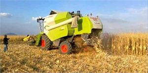 İslahiye de Mısır Hasadı Başladı