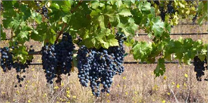 Nevşehir de Üzüm Üretimi Her Geçen Yıl Azalıyor