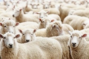 ESK dan küçükbaş hayvancılığa destek