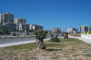 O Ağaçlar Kesilmedi Taşındı