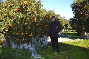 Ortaca Köyceğiz ve Dalaman da Zirai Don