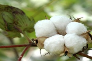 Yağışlı Hava Pamukta Rekolteyi Düşürdü