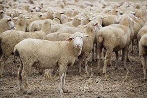 Anadolu Merinosu Islah Projesi