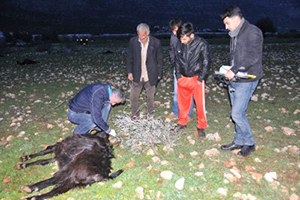 Demre de Keçiler Telef Oldu