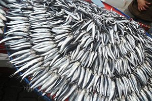 Ortadoğu da Sürdürülebilir Su Ürünleri Yetiştiriciliği 3 Eğitim Programı