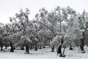 Bursa da Zeytini Kar Vurdu