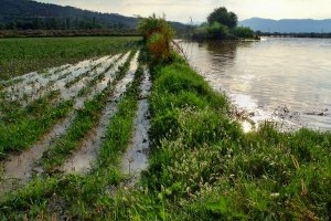 Kuvvetli Yağış ve Fırtına Tarım Alanlarına Zarar Verdi