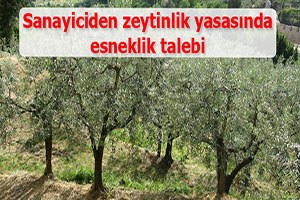 Adanalı sanayici zeytinlik yasasında esneklik istiyor