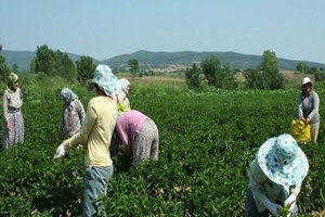 Türkiye de Tarım Öğretiminin 169 Yılı