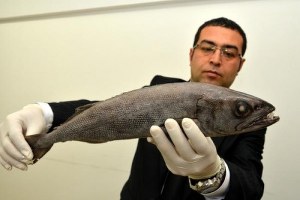 Zehirli Okyanus Balığı Mersin Körfezi nde