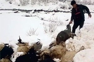 Kulp ta Ahır Yıkıldı 21 Hayvan Telef Oldu