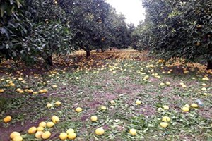 Doğal Afet Nedeniyle Çiftçinin Borcu Ertelensin