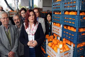 Belediyeden Aydınlı portakal üreticisini sevindiren satın alma