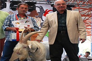 Koyun Ve Keçiler Altın Çan İçin Yarışacaklar