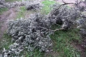 Zeytin Ağaçları Baltayla Değil Karla Kırıldı