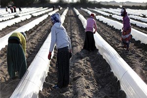 İlk Hasat Edilecek Yerli Karpuzun Fideleri Toprakla Buluştu