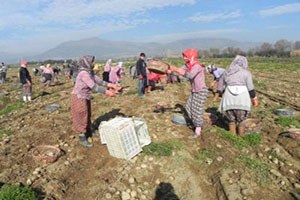 Ödemiş te Tarlaları Don Vurdu Patates Üreticisi Perişan