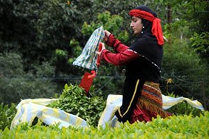 Organik Yaş Çay Destekleme Primleri Ödendi