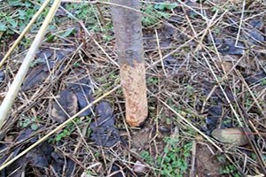 Fareler Yüzlerce Meyve Fidanına Zarar Verdi