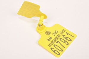 Sığırları Damızlık Sığır Yetiştiricileri Birliği Küpeleyecek