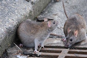 Kanada da fare acil yardım hattı kuruldu