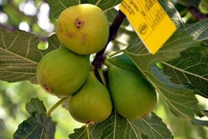 Kaybolan Toprakların Sessiz Kahramanı İncir