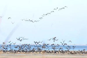 Kuşlar Lagündeki Su Kirliliğinden Telef Olmuş