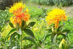 Aspir Üretimi Desteklerle 100 Bin Tonu Aşacak