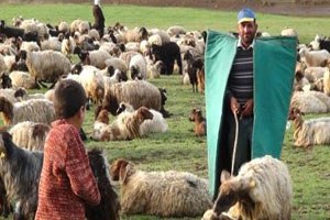 Sürü Yöneticiliği Sosyal Güvenceli Meslek Haline Geliyor
