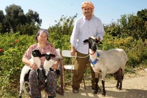Sakız Koyunu Yetiştiricinin Elinde Islah Edilecek