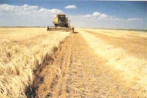 Tarımda Üretici ve Üretim Yaptıranlara Faiz İndirimli Kredi Verilecek