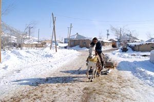 Yüksekova da İmha Kararını Duyan Katırlar Firar Etti