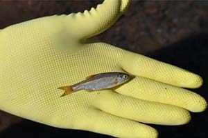 Ağrı nın biyolojik çeşitlilik envanteri çıkarılıyor