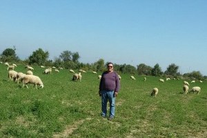 Aydın da Damızlık Koyun ve Keçi Irkı Islahı Yılan Hikayesine Döndü