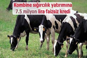Kombine sığırcılık yatırımına 7 5 milyon lira faizsiz kredi