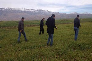 Don olayları buğday sararmasına neden oldu