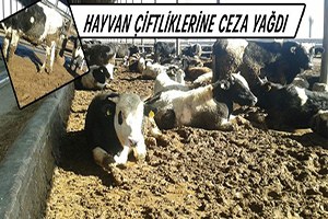 Hibeyi Alıp Hayvan Çiftliklerini Kapatmışlar