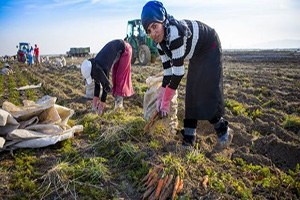 Suriye ve Irak taki iç karışıklıklar havuç üreticilerini de vurdu