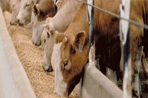 Üreticilerden sağlıksız et uyarısı