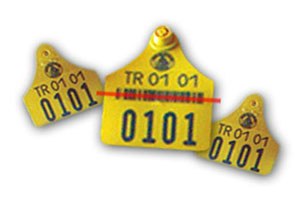 Büyükbaş hayvanlara küpe